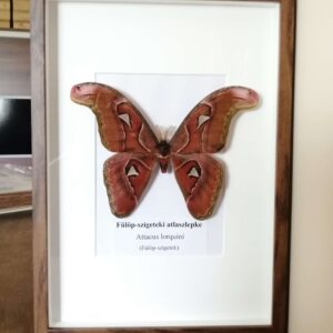 Attacus lorquini (hím) barna keretben (23cmx32cm)