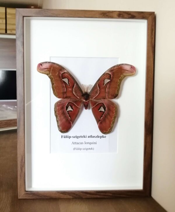 Attacus lorquini (hím) barna keretben (23cmx32cm)