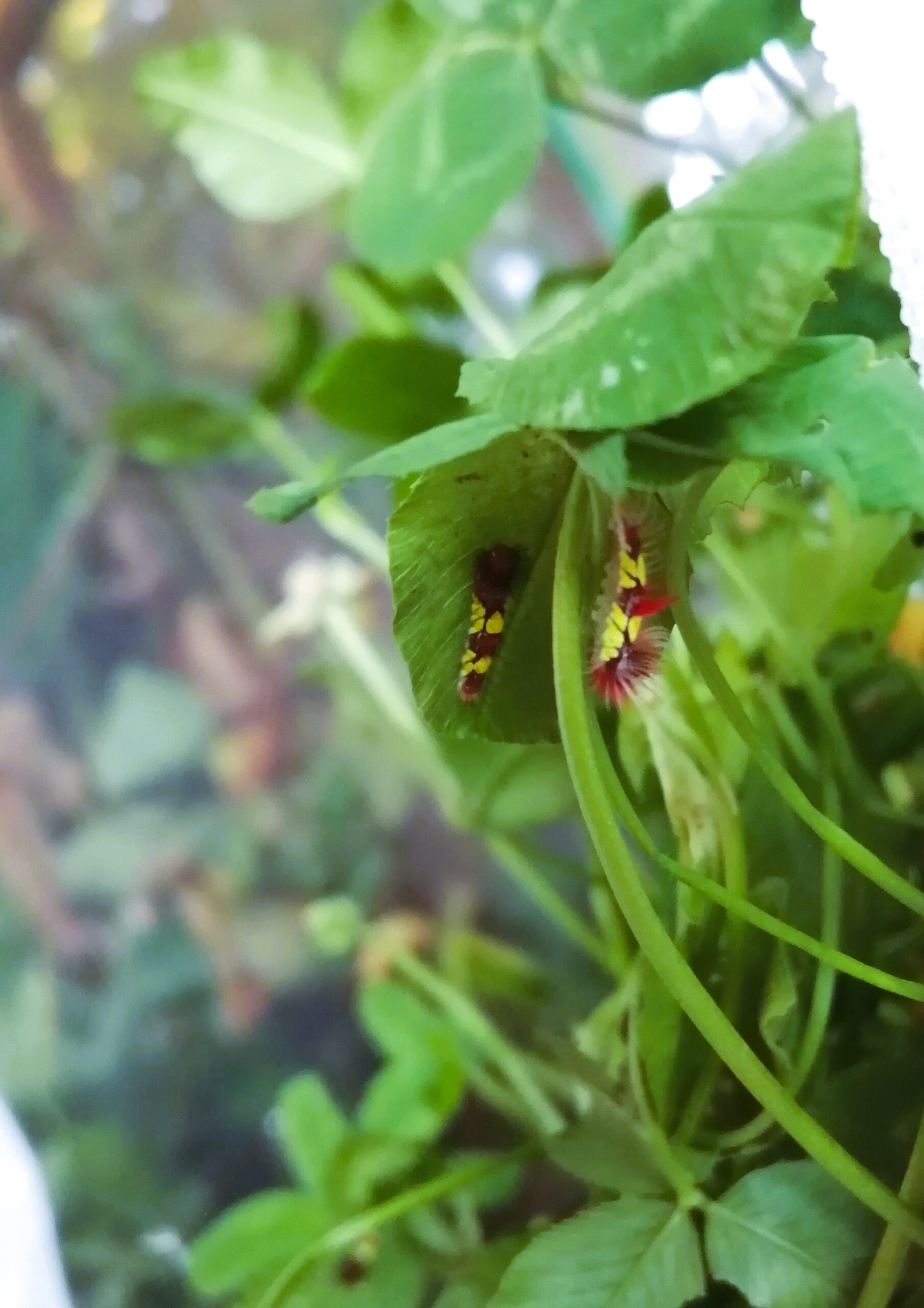 Fehér here - Image 2