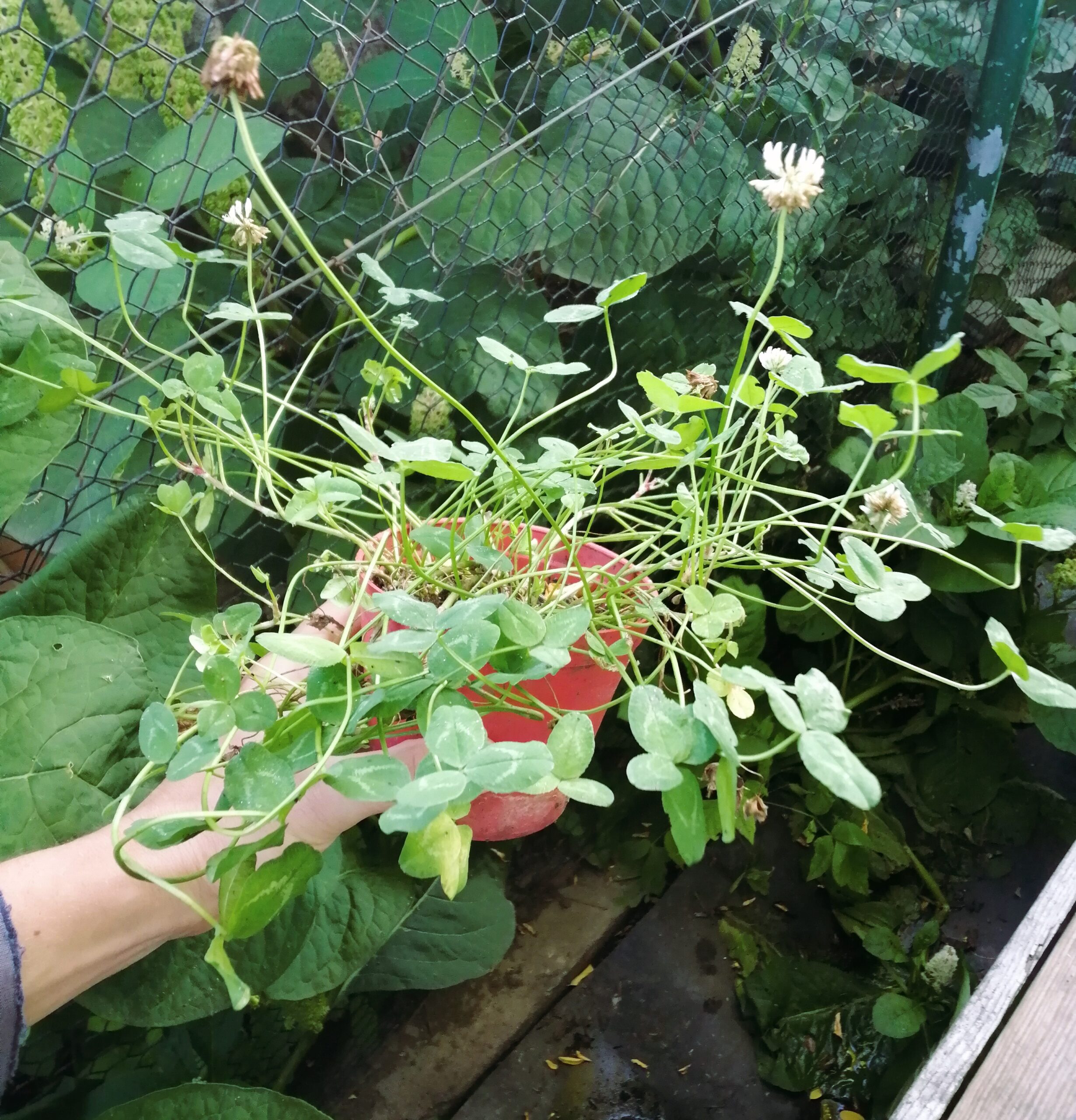 Fehér here - Image 3