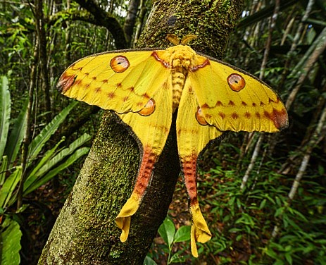 Madagaszkári holdasszövő lepke báb - Image 4