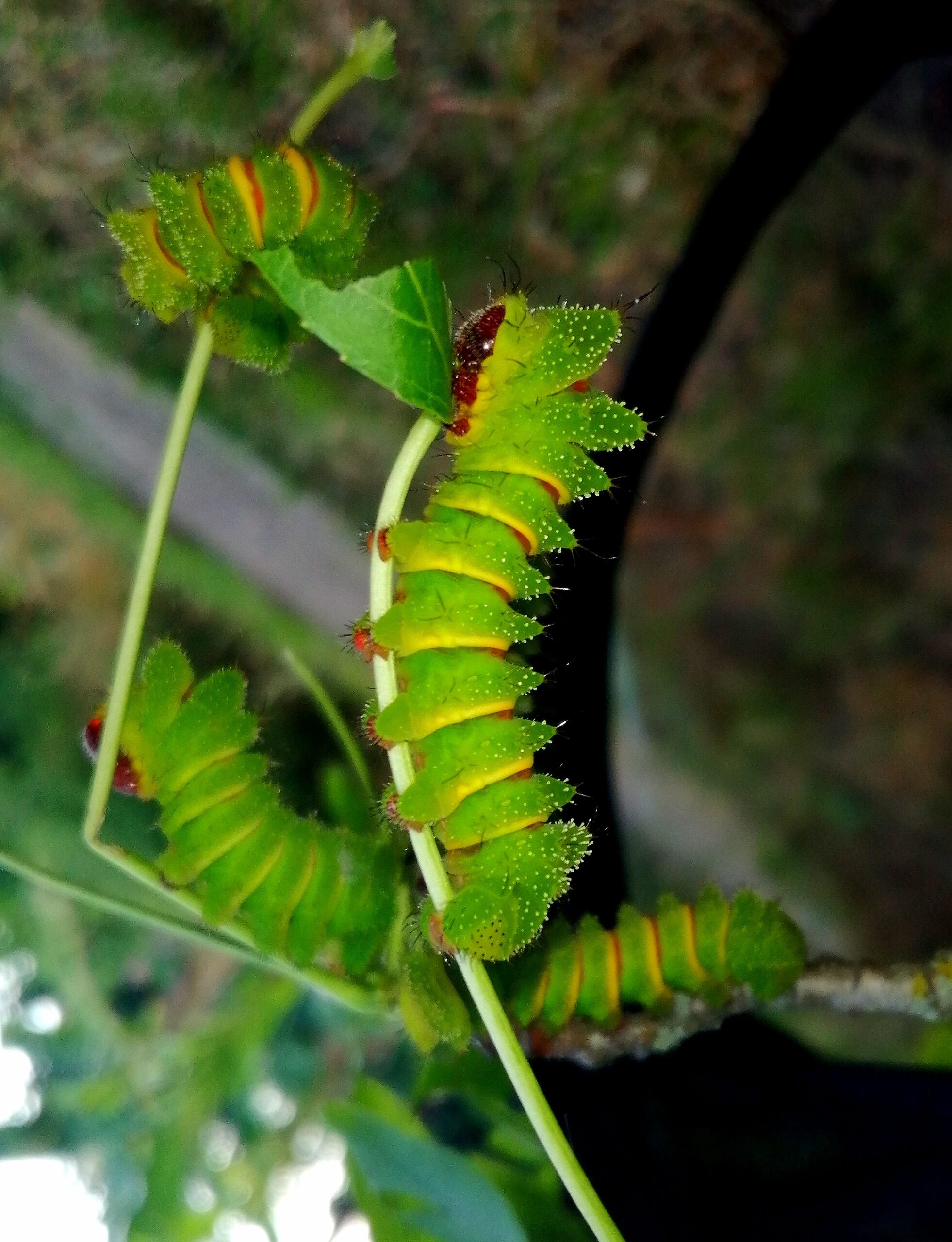 Madagaszkári holdasszövő lepke báb - Image 3